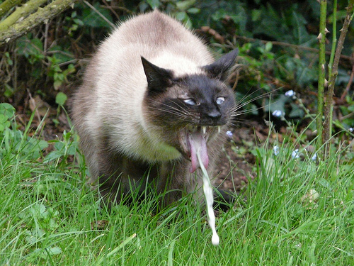 cat_vomit.jpg